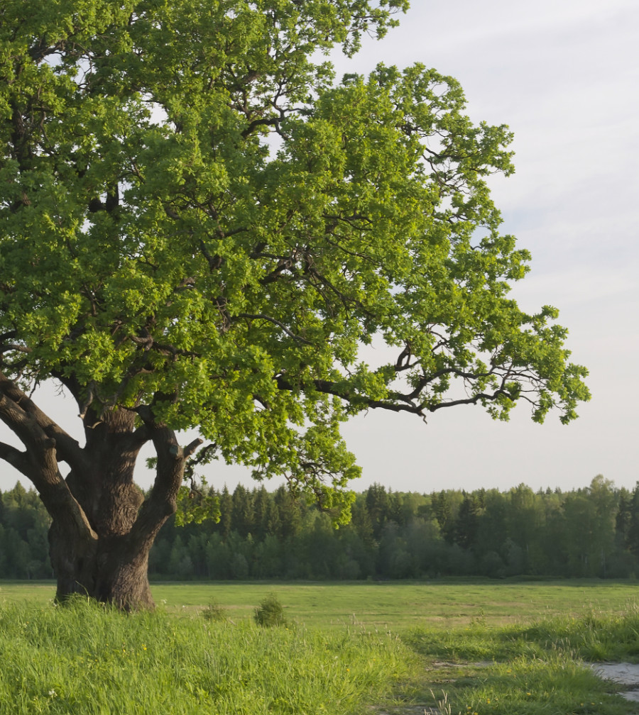 Mighty Oak Tree